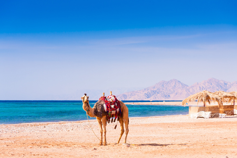 Egypt. Red sea day. Camel